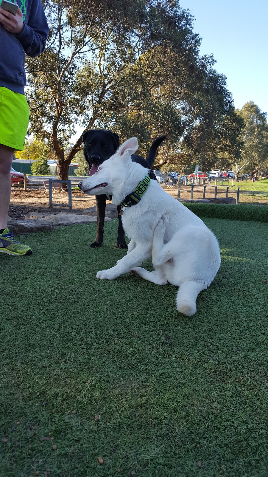 Dog Play Park | park | Knox Park, Ferntree Gully Rd, Knoxfield VIC 3180, Australia | 0392988000 OR +61 3 9298 8000