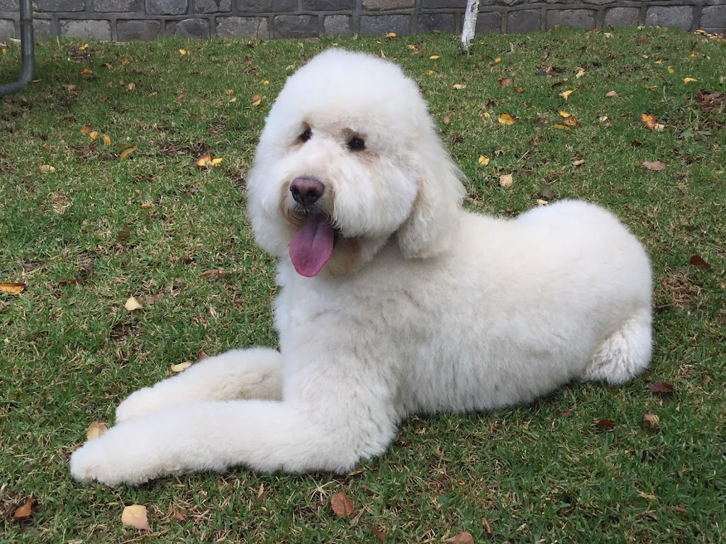 Fluffy Puppies Dog Grooming Pty Ltd |  | 50 Orchard Cres, Mont Albert North VIC 3129, Australia | 0408184298 OR +61 408 184 298