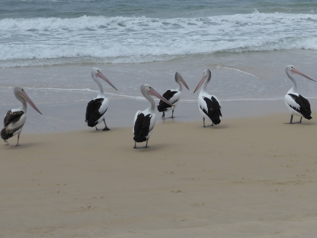 Driftwood on Fraser | lodging | 11 Euenmundi Ct, Fraser Island QLD 4581, Australia | 0419715914 OR +61 419 715 914