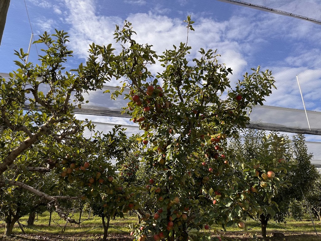 Cocos Orchard | 25742 New England Hwy, Applethorpe QLD 4378, Australia | Phone: 0438 812 078