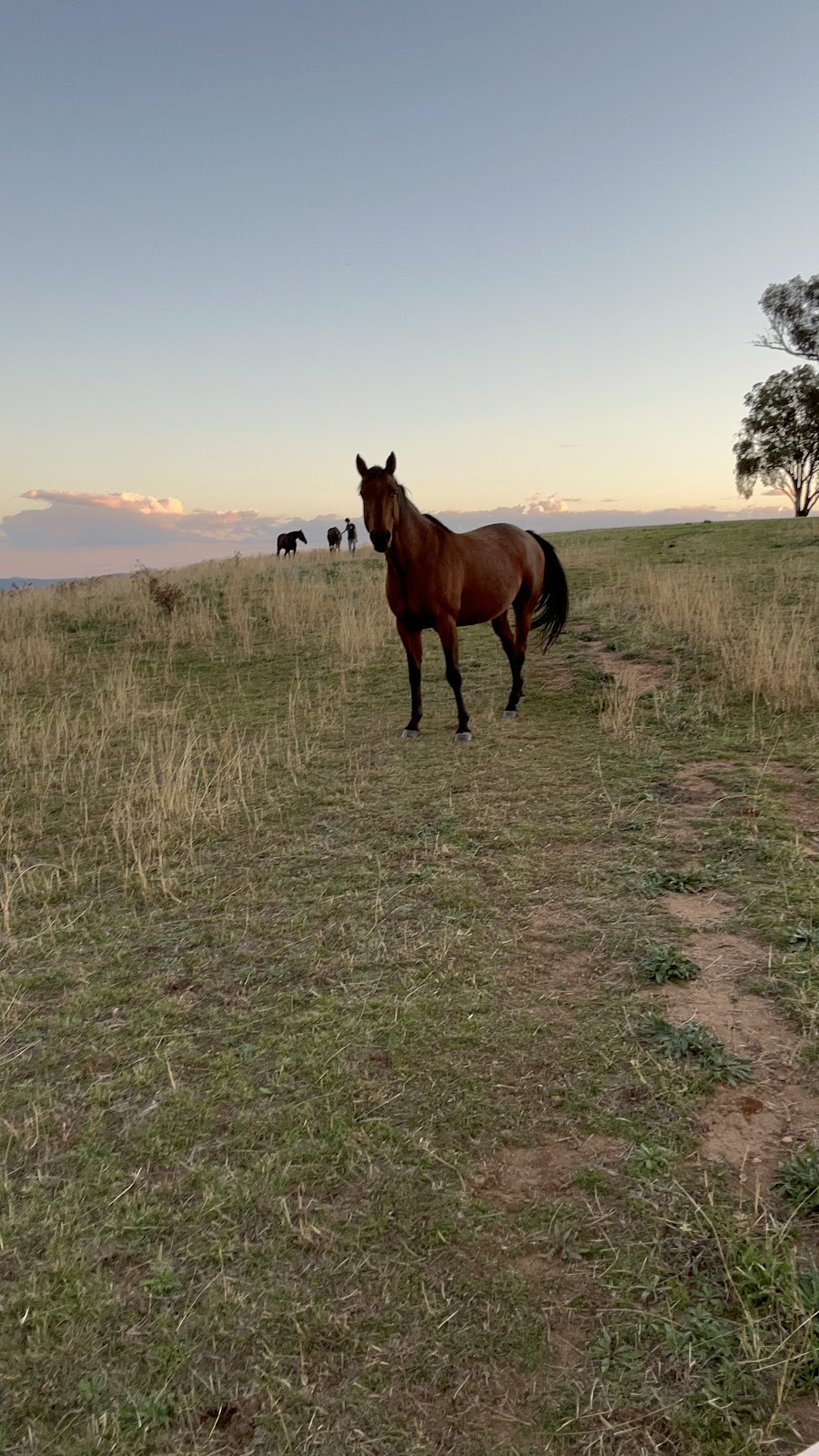 Scene and Herd | 5972 Ilford Sofala Rd, Ilford NSW 2850, Australia | Phone: 0417 651 223