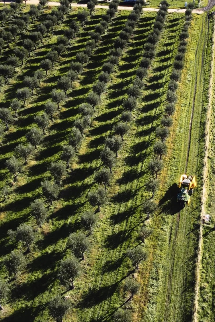 Olive Valley | 25 Mount Ararat S Rd, Nar Nar Goon VIC 3812, Australia | Phone: (03) 5942 5883