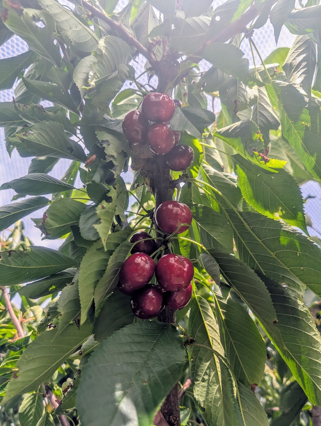 U pick Cherries | 55 George Rd, Silvan VIC 3795, Australia | Phone: (03) 9737 9400