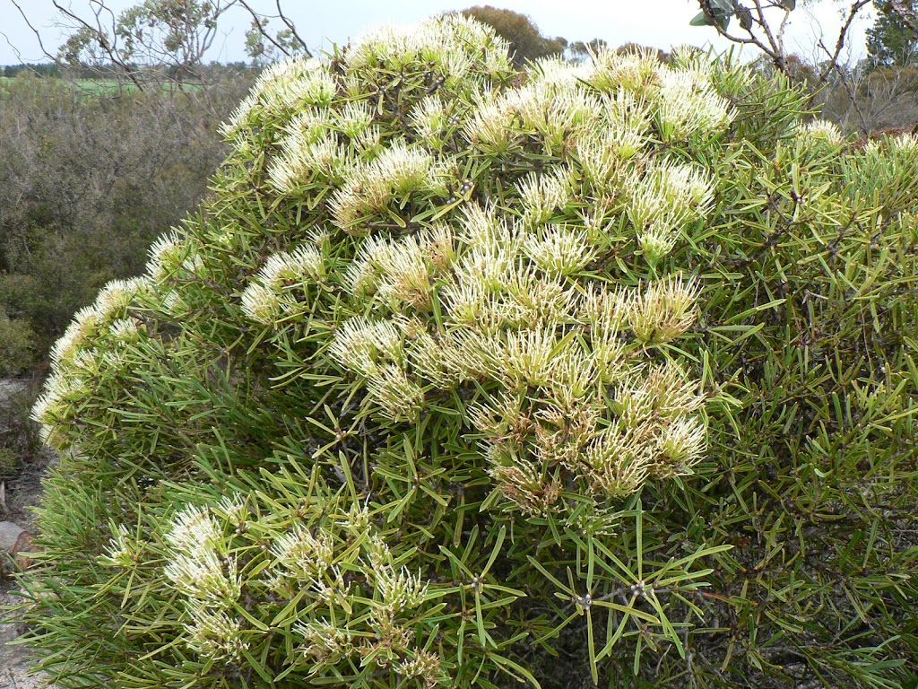 Ravensthorpe Wildflower Show and Herbarium | 35 Dunn St, Ravensthorpe WA 6346, Australia | Phone: 0407 981 301