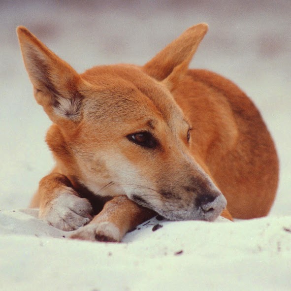 Fraser Island Discovery | 204 Lake Flat Rd, Boreen Point QLD 4566, Australia | Phone: (07) 5449 0393