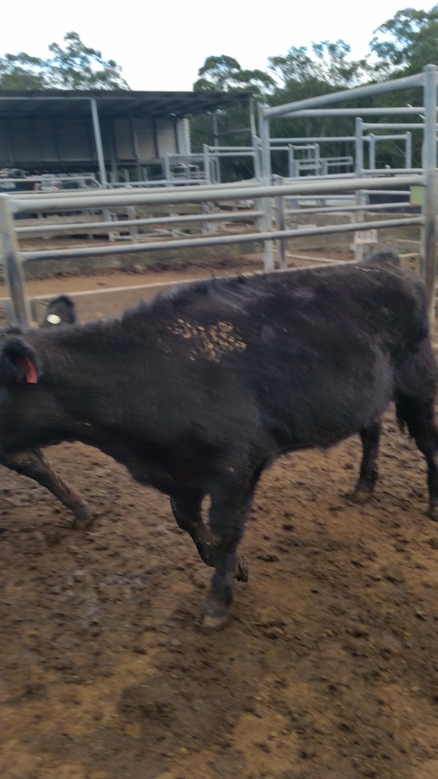 Maitland Saleyards |  | 52 Kyle St, Rutherford NSW 2320, Australia | 0249327066 OR +61 2 4932 7066