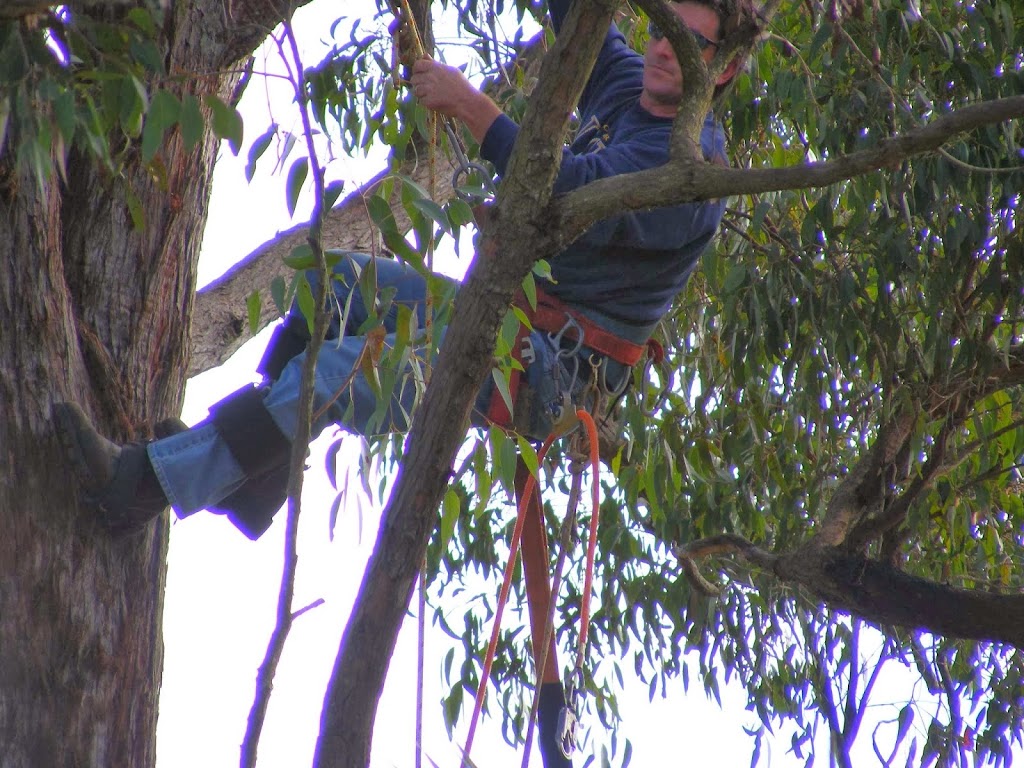 True Blue Tree Service | store | 217 Wights Mountain Rd, Wights Mountain QLD 4520, Australia | 1300769206 OR +61 1300 769 206