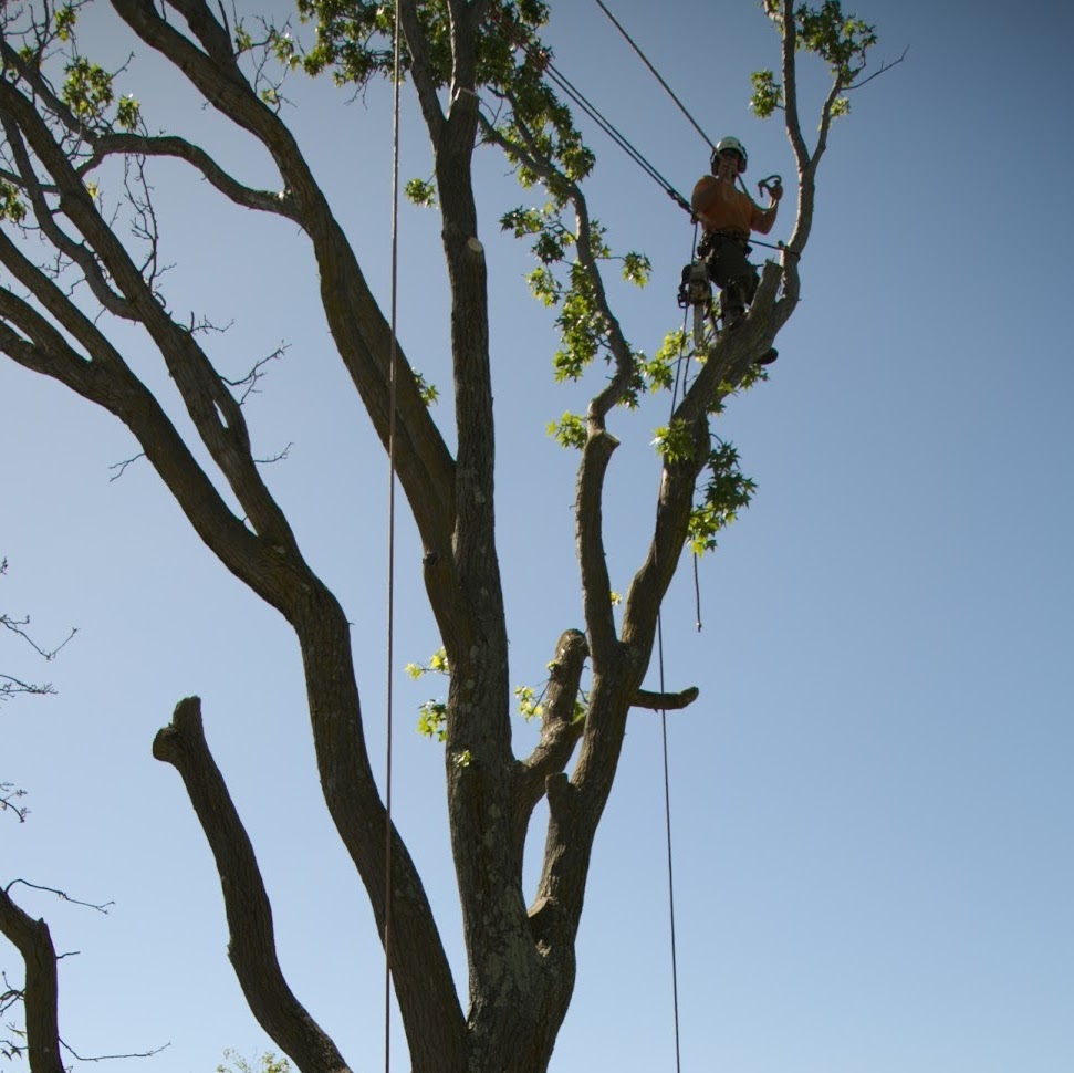 Small tree removals | 98 Oakbank Blvd, Whittlesea VIC 3757, Australia | Phone: 0416 695 138