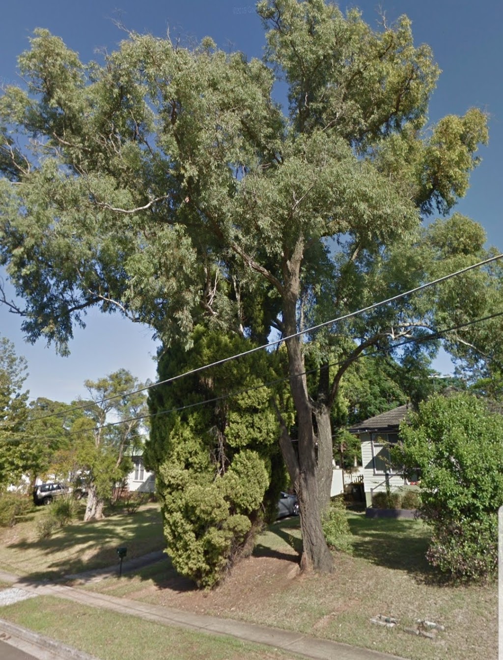 Nicols Trees | general contractor | 70 Liggins Rd, Hazelbrook NSW 2779, Australia | 0456115737 OR +61 456 115 737