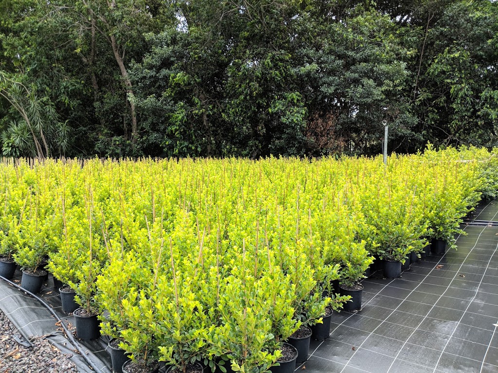 Andys Wholesale Plants |  | CRN Eudlo RD &, Birdsong Dr, Mooloolah Valley QLD 4553, Australia | 0411865335 OR +61 411 865 335