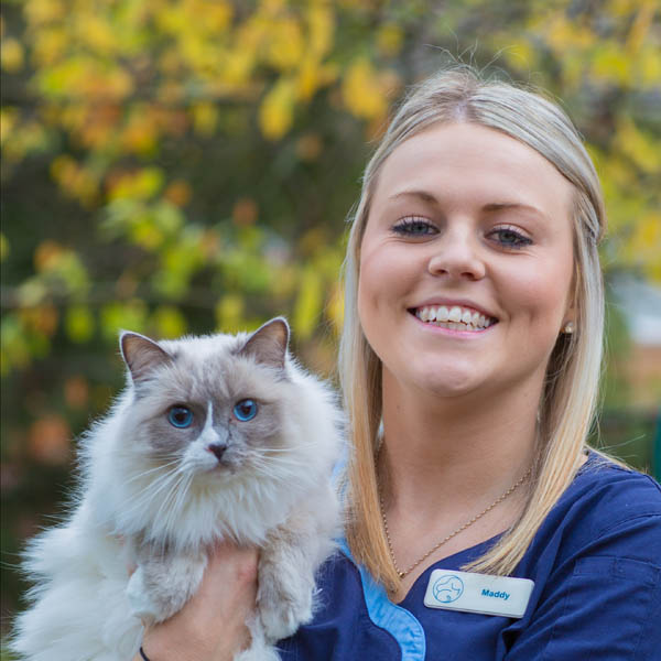 Hall Veterinary Surgery | veterinary care | 33 Victoria St, Hall ACT 2618, Australia | 0262302223 OR +61 2 6230 2223