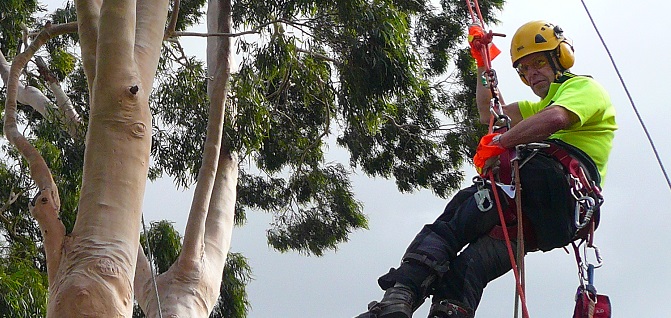 Balwyn Tree Service | 2 Oravel St, Balwyn North VIC 3104, Australia | Phone: (03) 8508 9040