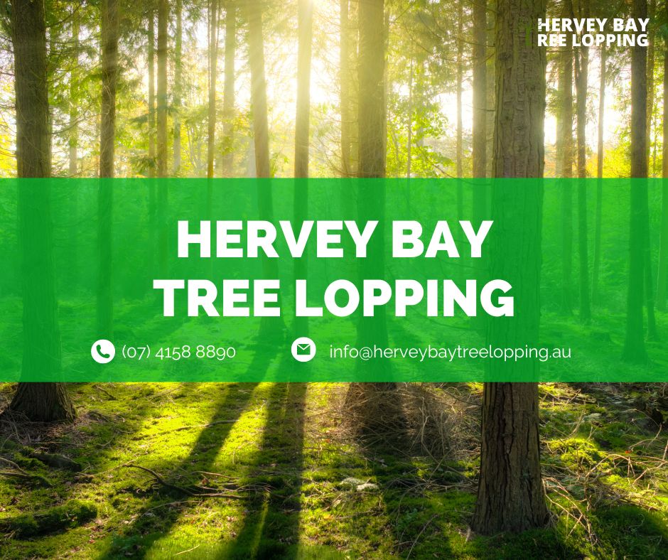 Hervey Bay Tree Lopping |  | 1 Main St, Pialba QLD 4655, Australia | 0741588890 OR +61 7 4158 8890