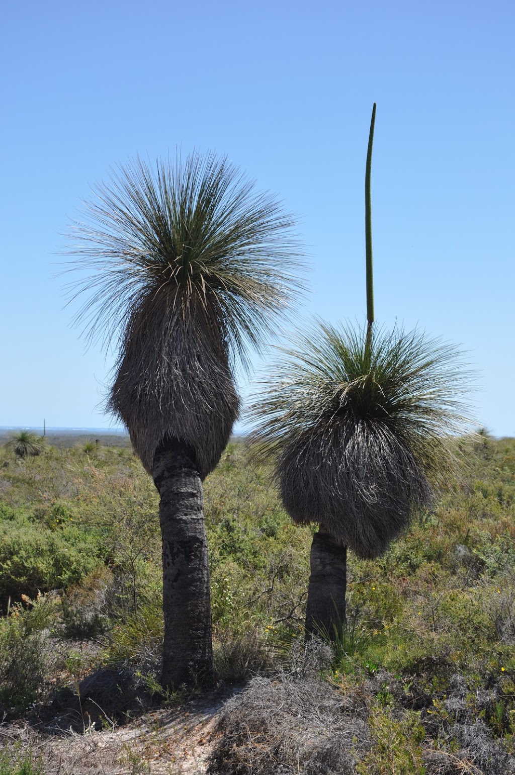 Lesueur National Park | Jurien Bay WA 6516, Australia