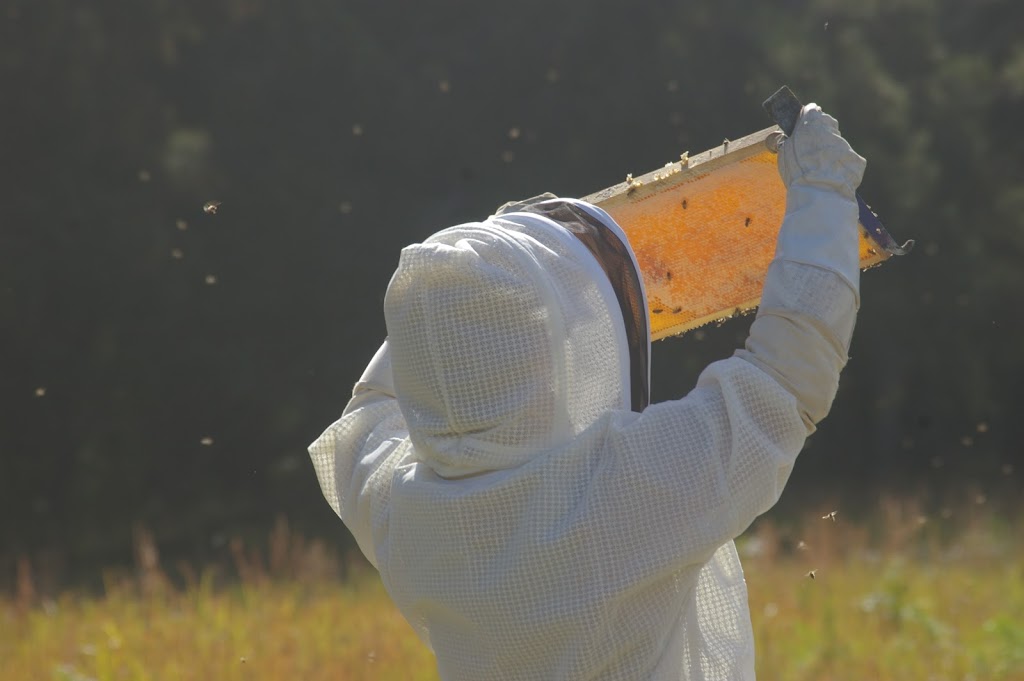 Mid Coast Honey | health | 17 Wallis St, Elands NSW 2429, Australia | 0265504562 OR +61 2 6550 4562