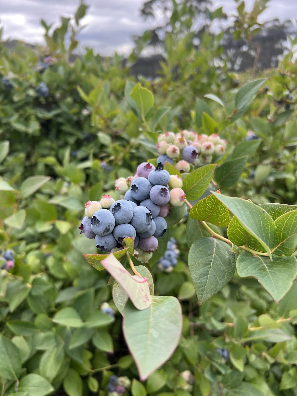 Cedarwood Blueberries | 371 Nierinna Rd, Margate TAS 7054, Australia | Phone: 0488 013 293