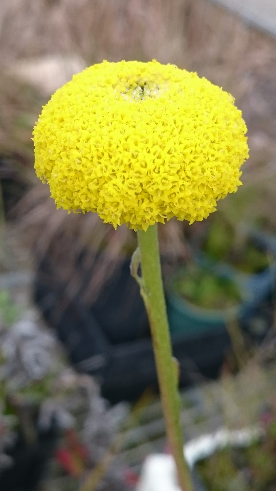 Carrum Indigenous Nursery Inc. |  | Learmonth Reserve, Thompson Rd &, Learmonth Rd, Patterson Lakes VIC 3197, Australia | 0397760823 OR +61 3 9776 0823