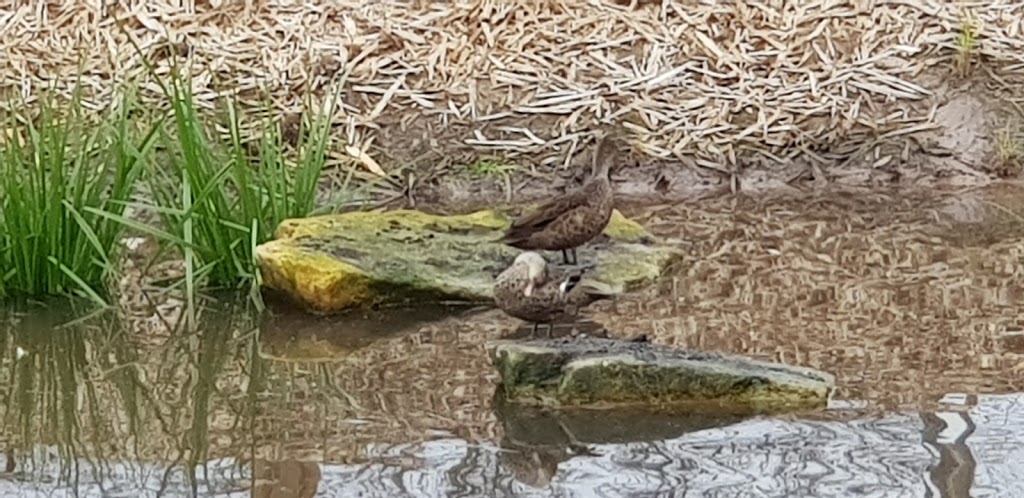 Mint Street Wetlands | park | Wantirna VIC 3152, Australia