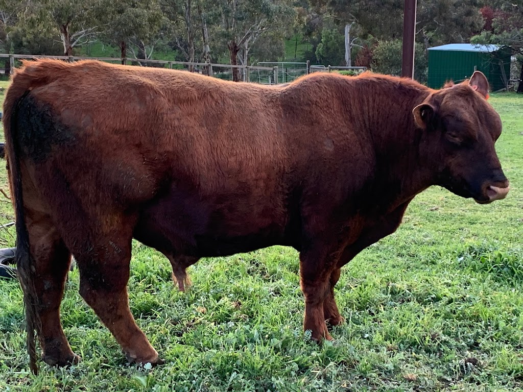 Najobe Grass Fed Beef | 4 Donald St, Strathalbyn SA 5255, Australia | Phone: (08) 8536 2322