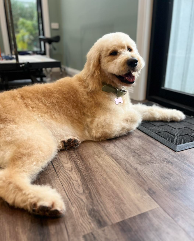 Oscars Groom Room | 410 Wy Yung-Calulu Rd, Ellaswood VIC 3875, Australia | Phone: 0419 608 812