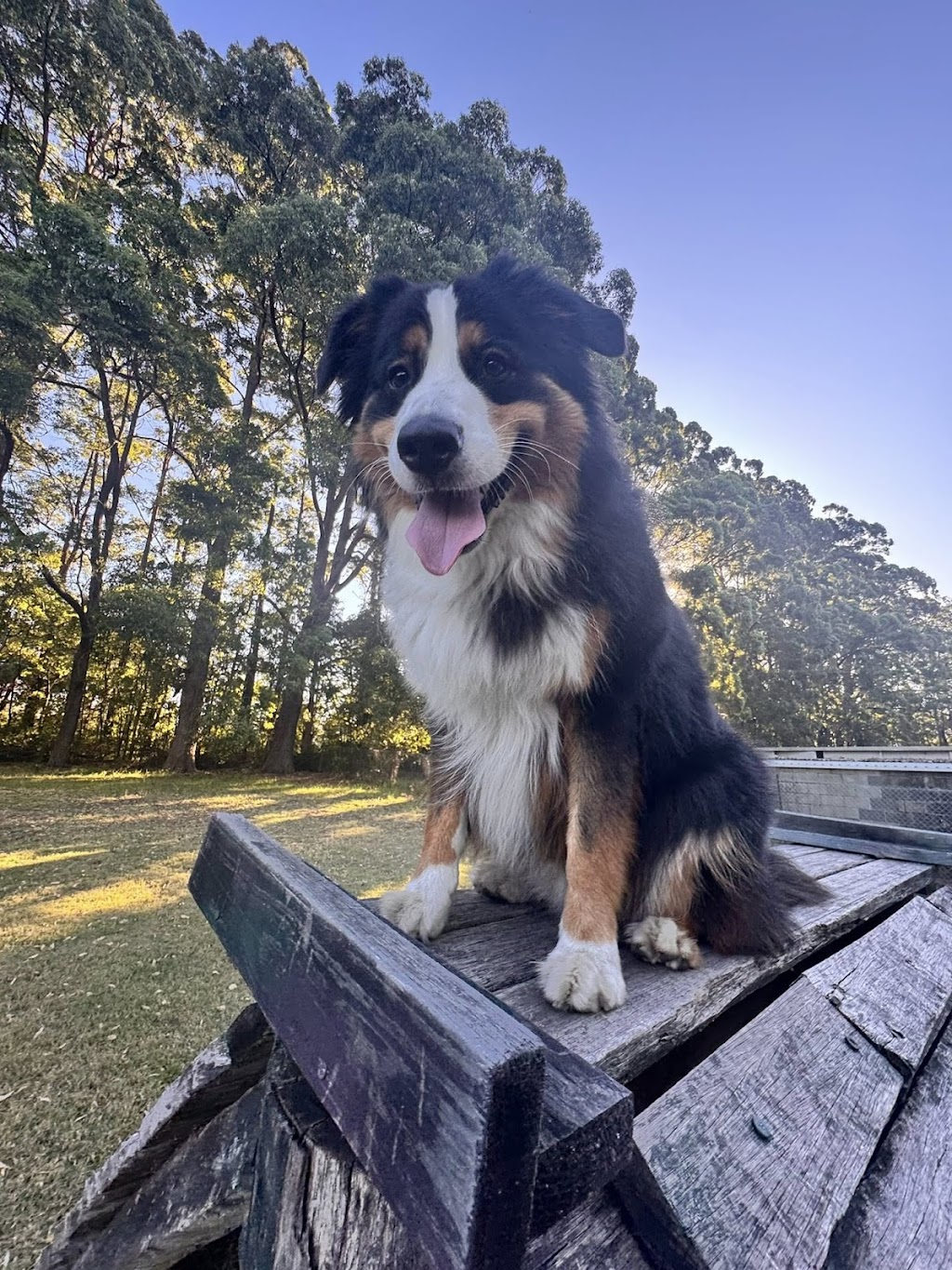 Rocky Ridge Pet Resort | 3 Jones Rd, Calga NSW 2250, Australia | Phone: 0435 764 422