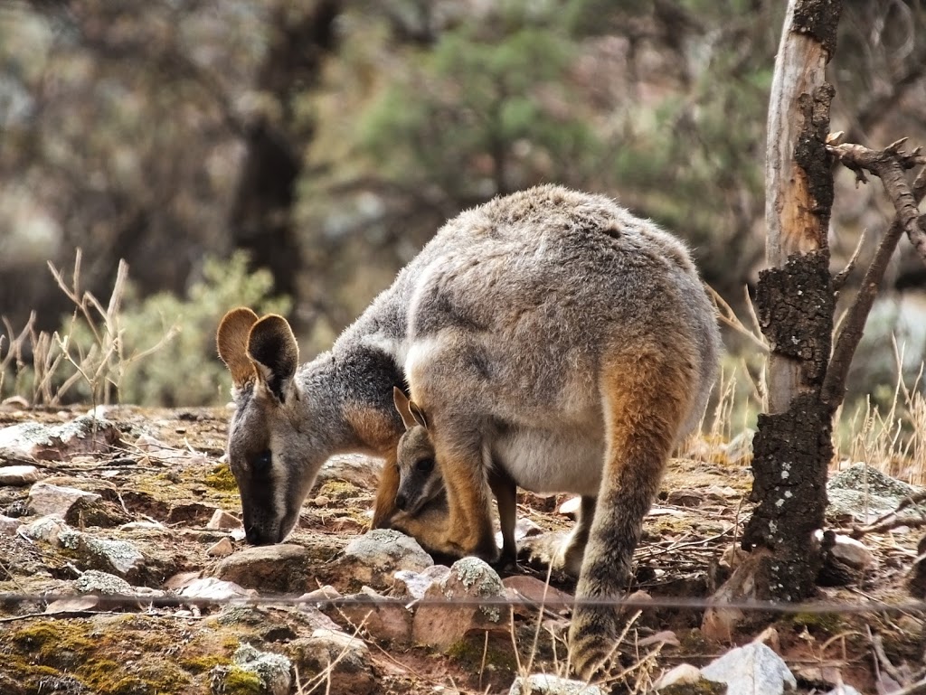 FLINDERS EXPERIENCE 4WD TOURS, | 6 Railway Terrace, Quorn SA 5433, Australia | Phone: 0466 079 499