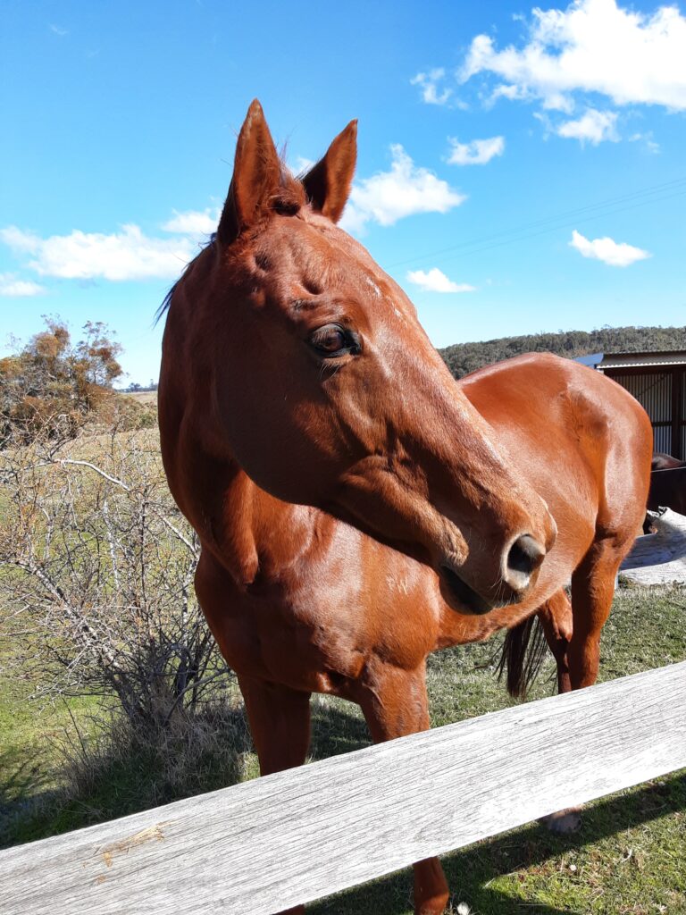 H.E.A.L - Hamer Equine Assisted Learning | 181 Marsh Ct, Woodend VIC 3442, Australia | Phone: 0411 549 562