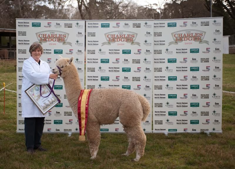 Warralinga Alpaca Stud | 364 Spinks Rd, Glossodia NSW 2756, Australia | Phone: (02) 4576 5048