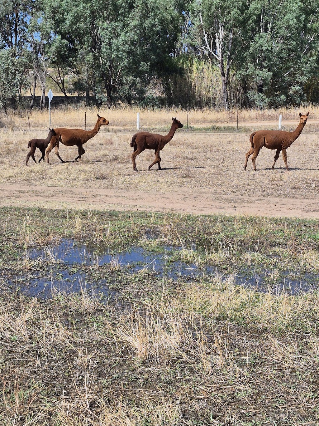 Bowser caravan & wild life park | 25 Morrison Rd, Bowser VIC 3678, Australia | Phone: 0494 375 315