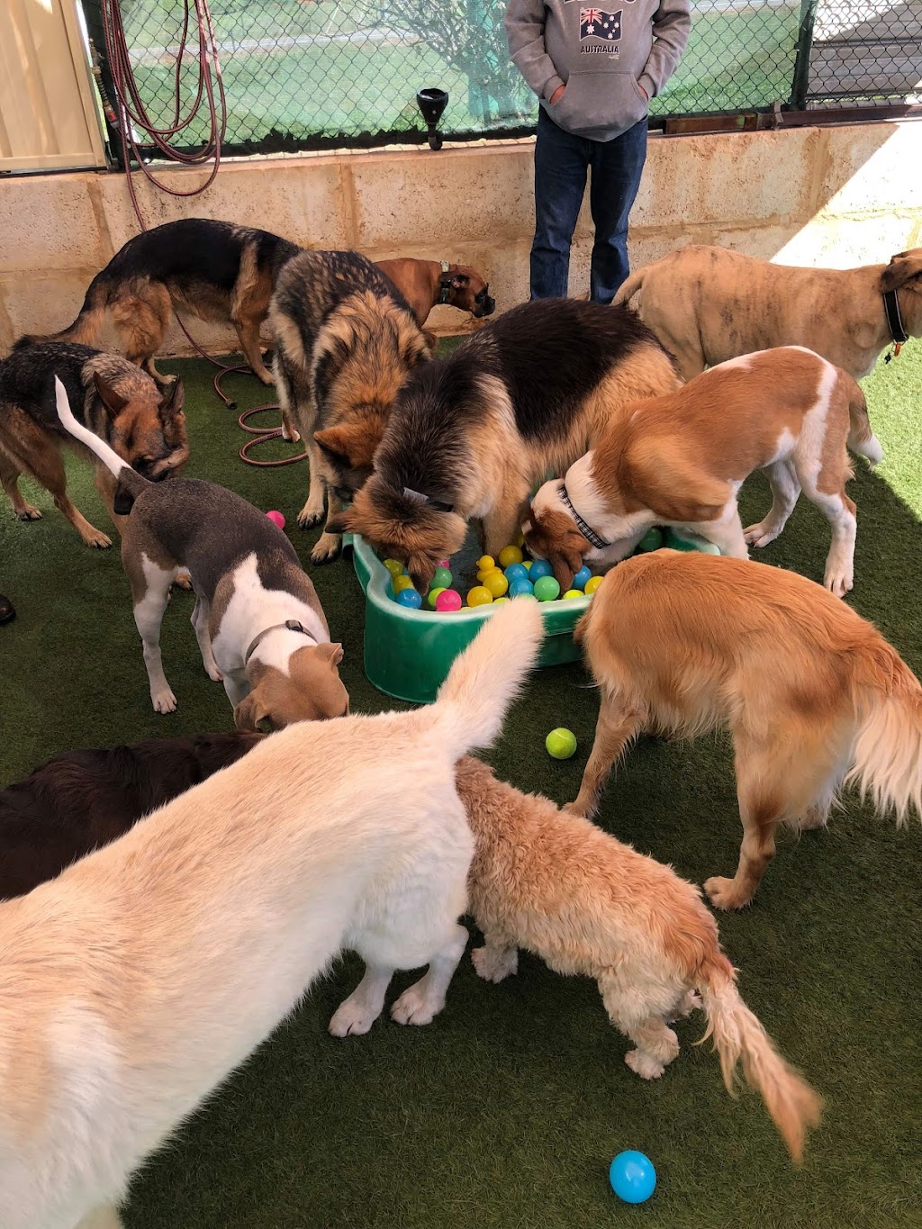 Woofs House Dog Daycare |  | 180 Narra Tarra-Moonyoonooka Rd, Moonyoonooka WA 6532, Australia | 0459834054 OR +61 459 834 054