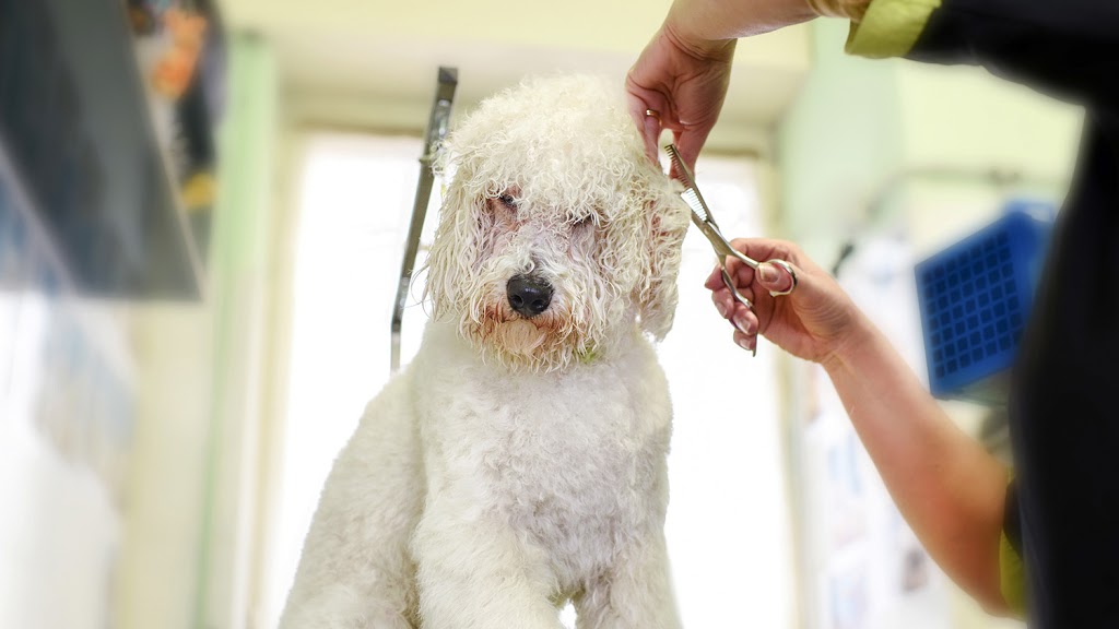 Mill Park Dog Groomers |  | 10 Sinclair Ct, Mill Park VIC 3082, Australia | 0390213711 OR +61 3 9021 3711