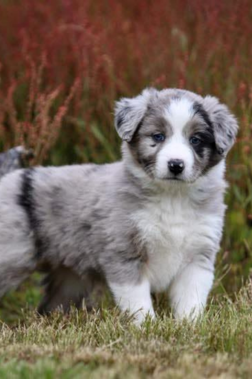 Banaby Park Border Collies | 1329 Bannaby Rd, Bannaby NSW 2580, Australia | Phone: 0418 138 641