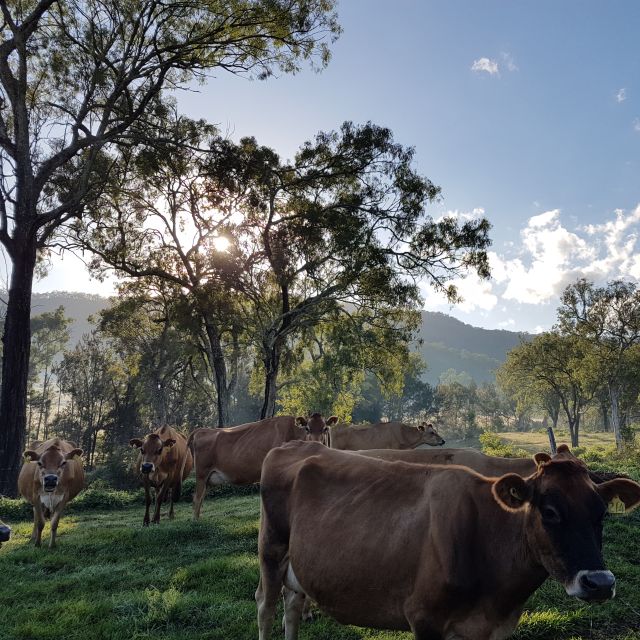 Tommerups Dairy Farm | lodging | 2142 Kerry Rd, Kerry QLD 4285, Australia | 0755449269 OR +61 7 5544 9269