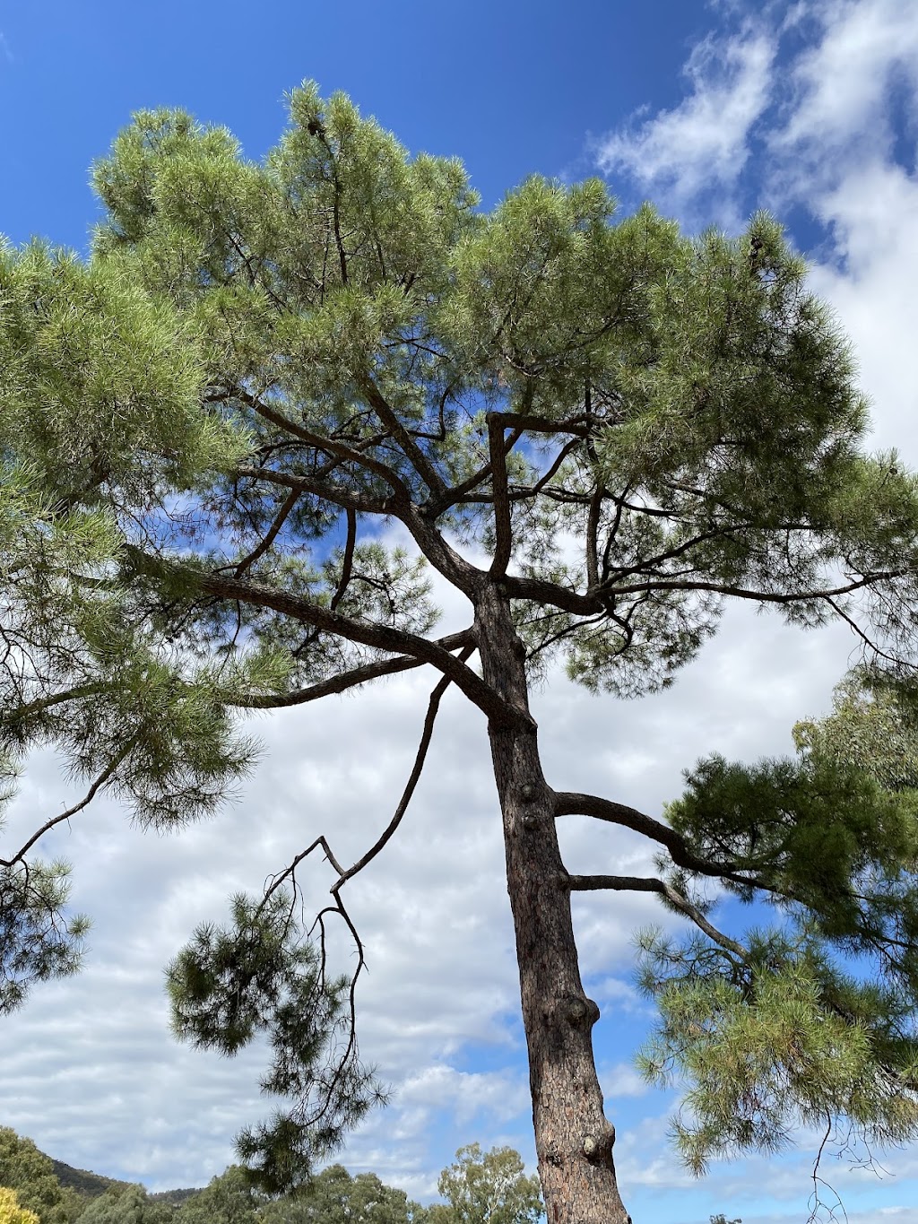 Bruce’s Royal Tree | 16 Siege St, Glenrowan VIC 3675, Australia | Phone: 0493 525 707