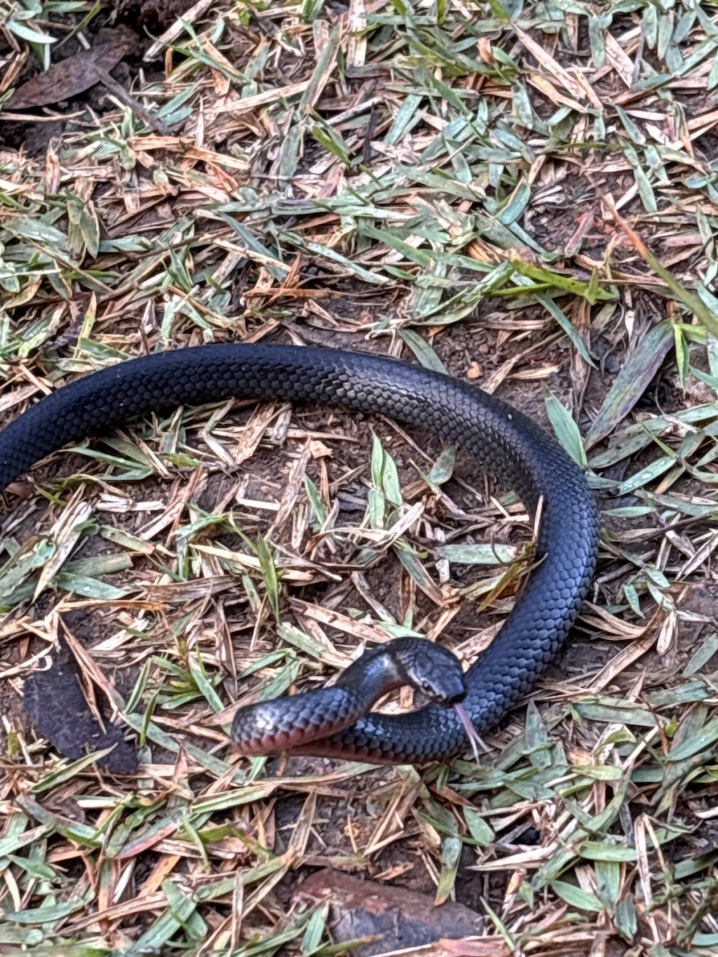 CNC reptile relocation | 2 Chalk St, Yarrabilba QLD 4207, Australia | Phone: 0413 191 844 CNC reptile relocation | 2 Chalk St, Yarrabilba QLD 4207, Australia | Phone: 0413 191 844