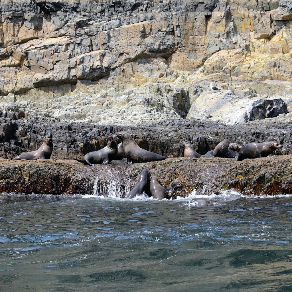 Tasman Island Fur Seal Colony | park | Tasman Island, TAS, Australia