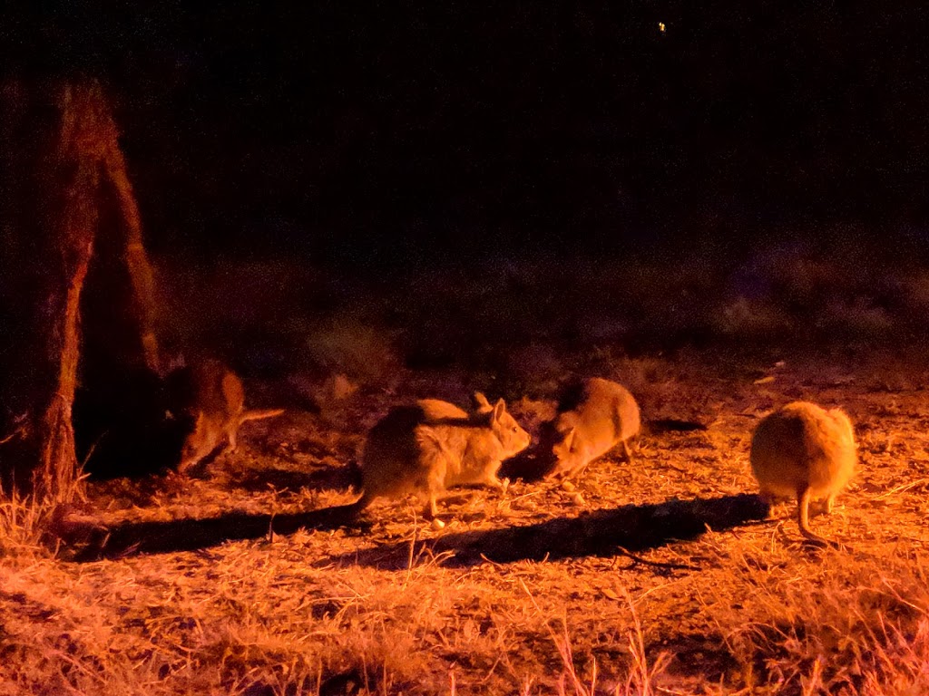 Barna Mia Nocturnal Wildlife Experience | Marri Rd, Williams WA 6391, Australia | Phone: (08) 9881 9200