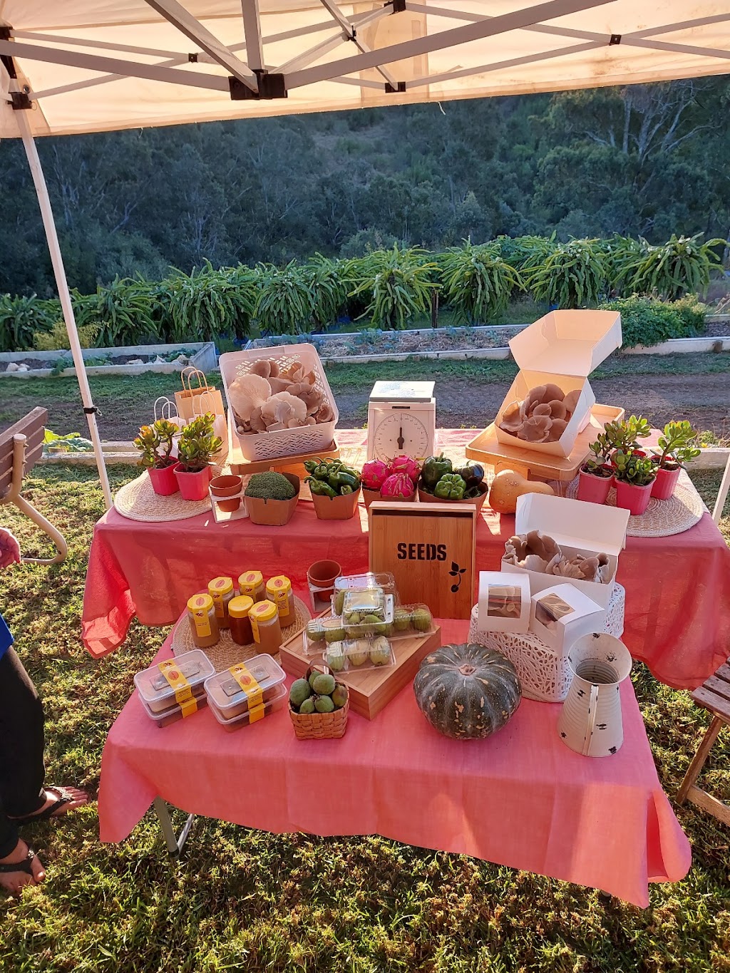 Tiny Farm Sydney | 195 Williamswood Rd, Mount Hunter NSW 2570, Australia | Phone: 0416 196 668