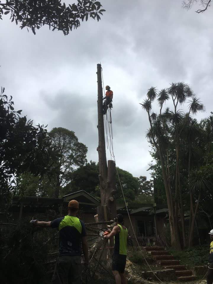 Expertrees Professional Tree Service | Pascoe Ave, Croydon VIC 3136, Australia | Phone: 0400 862 166