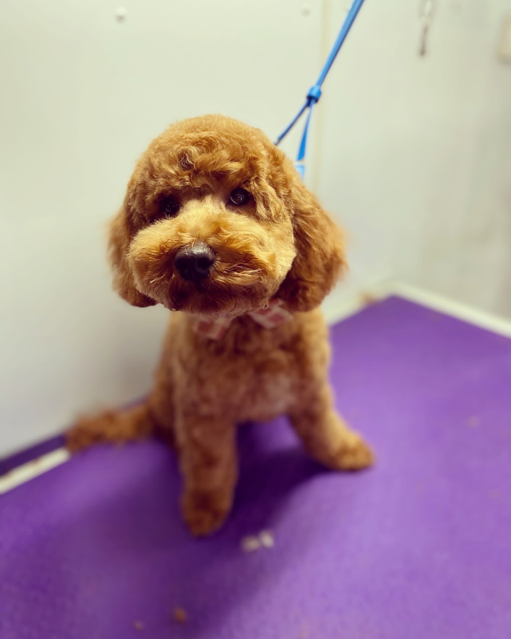 Scruff to Fluff Grooming & Pet Supplies | 8020 Goulburn Valley Hwy, Kialla VIC 3631, Australia | Phone: 0412 708 616