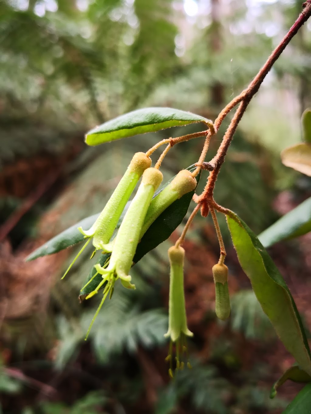 Errinundra Old Growth Forest Walk | park | Bendoc VIC 3888, Australia | 131963 OR +61 131963