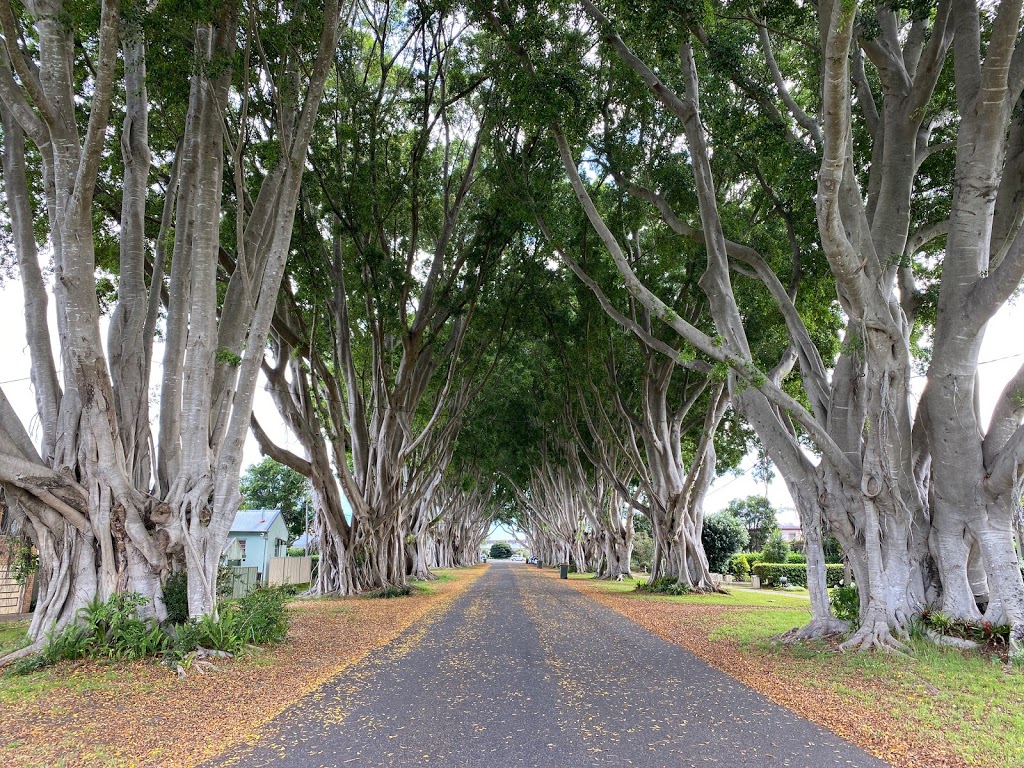 Fig Tree Avenue (listed on National Trust Register) |  | 5 Breimba St, Grafton NSW 2460, Australia | 0478826380 OR +61 478 826 380