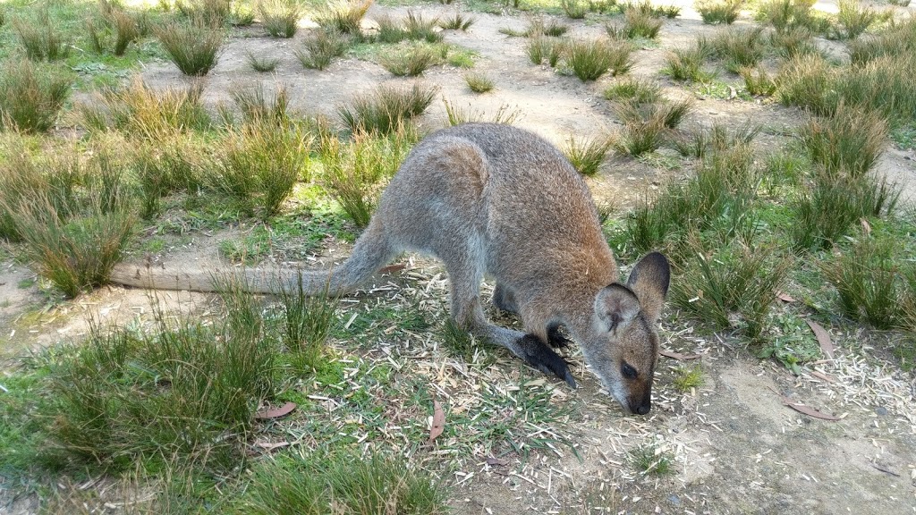 Symbio Wildlife Park | zoo | 7-11 Lawrence Hargrave Dr, Helensburgh NSW 2508, Australia | 0242941244 OR +61 2 4294 1244