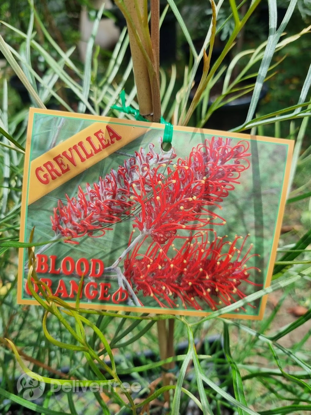 Delivertree | 19-25 Markwell Rd, Caboolture QLD 4510, Australia | Phone: 0401 443 470