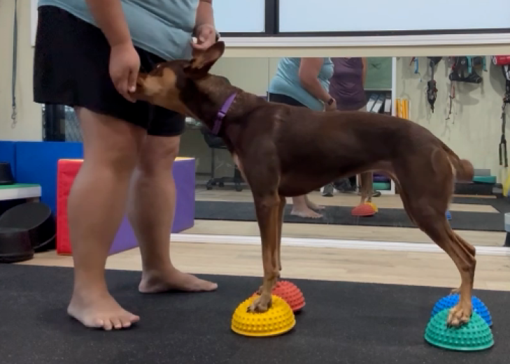 Paws 4 Recovery | 14 Cargellico St, Maudsland QLD 4210, Australia | Phone: 0459 248 678