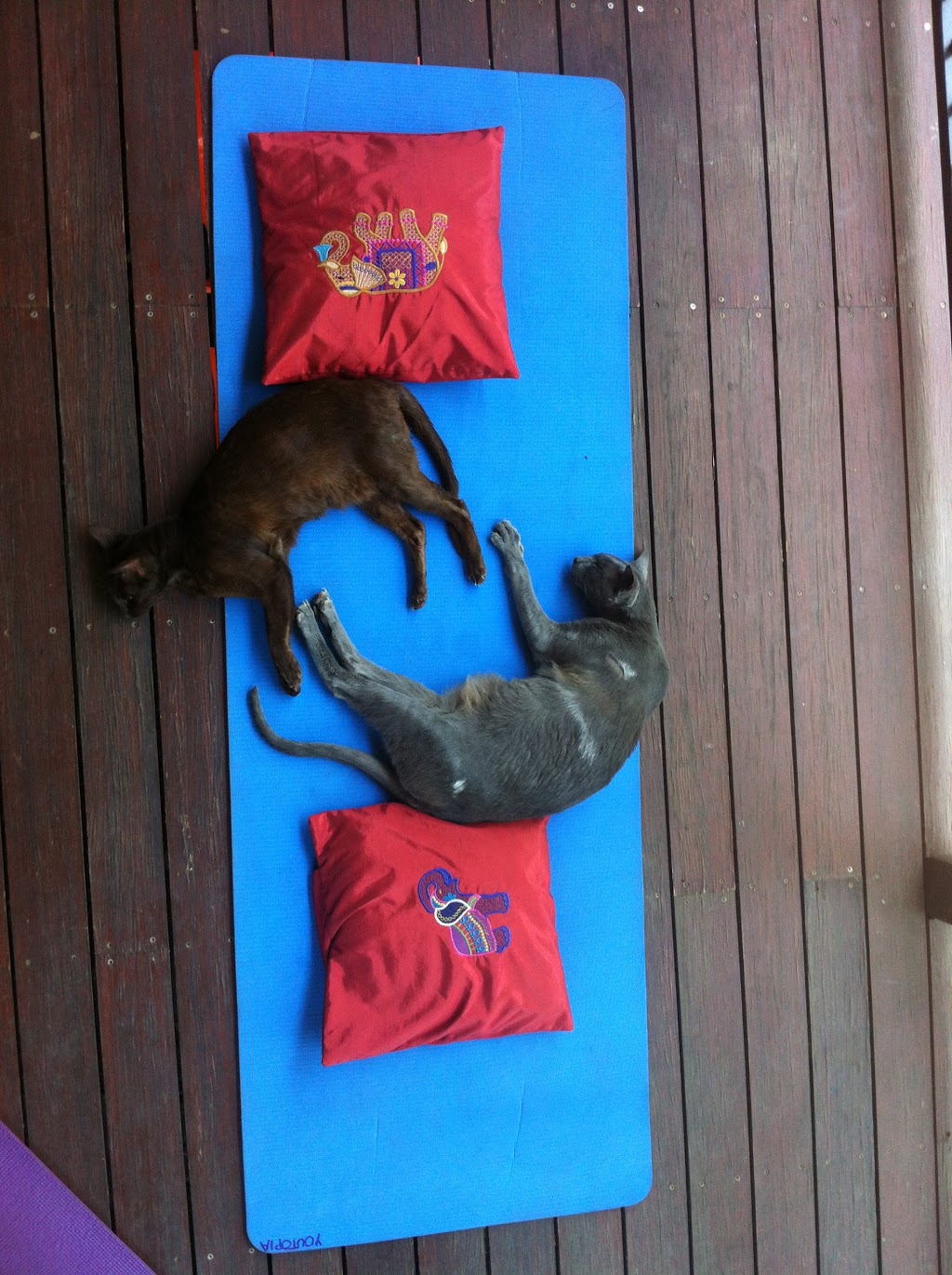 Yoga, Youtopia Wellness | school | 16 Bellview St, Caboolture QLD 4510, Australia | 0438993349 OR +61 438 993 349