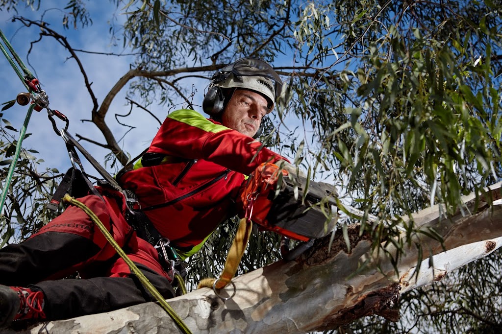 Fifteenfeet Tree Maintenance | 47 Fischer St, Coburg VIC 3058, Australia | Phone: 0435 086 323