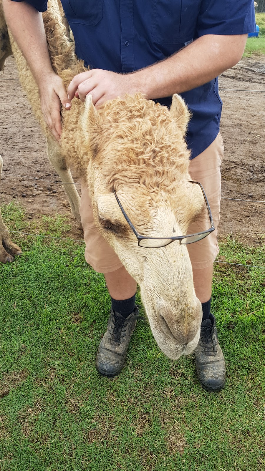 QCamel Camel Milk Dairy Office | 165 Sahara Rd, Glass House Mountains QLD 4518, Australia | Phone: (07) 5438 7890