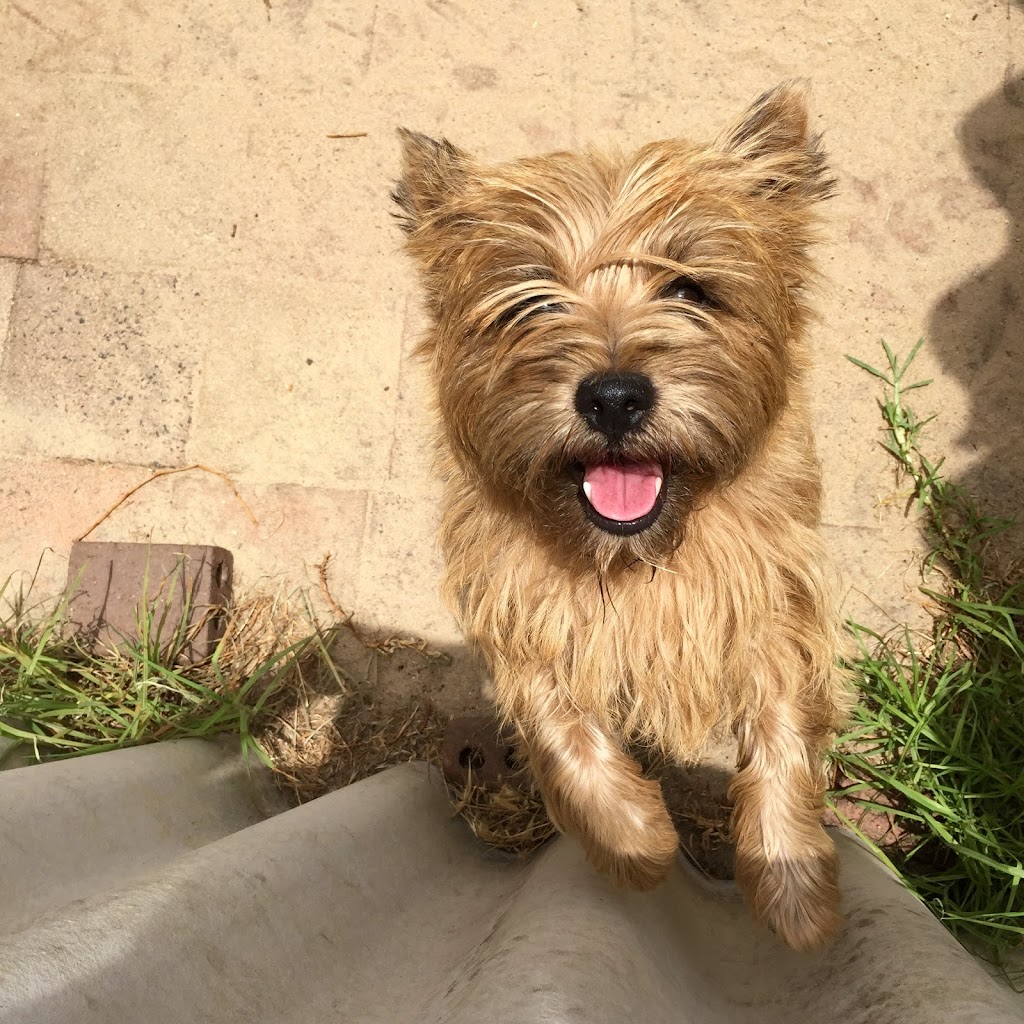 Highcroft Cairn Terriers - Boarding and Grooming |  | 81 Bush Rtt, Nambeelup WA 6207, Australia | 0414972837 OR +61 414 972 837