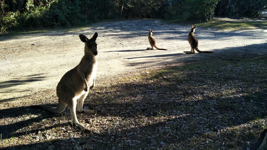 Smoky Cape Campground | Lighthouse Rd, Arakoon NSW 2431, Australia | Phone: (02) 6566 6168